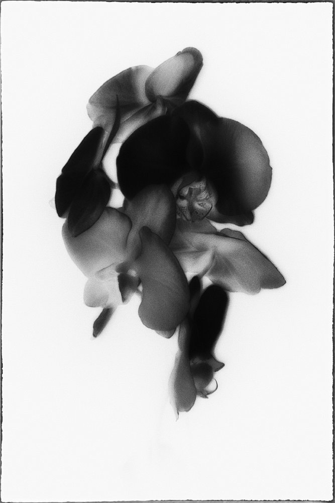 monoclemania-flowers-4.jpg